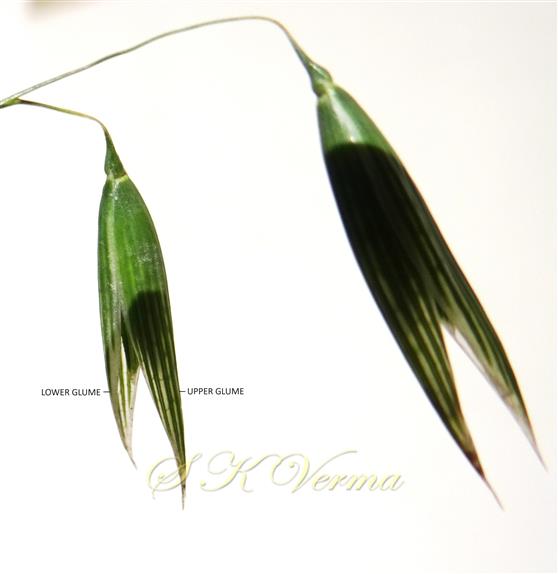  Spikelets
